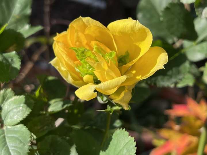 月季花苞冬天如何绽放？