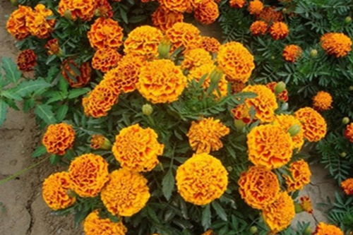 孔雀草在园林中的广泛应用与设计案例分享