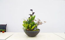 养植物， 心要狠