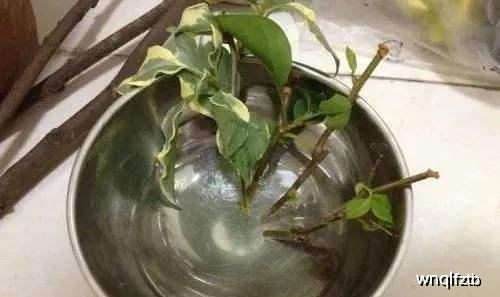 生根剂：促进生根，还是副作用大？
