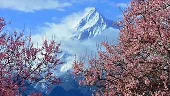 爪哇旃那花，色彩斑斓