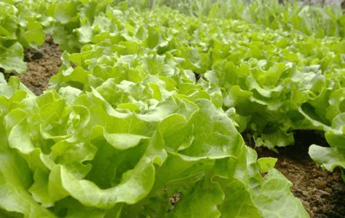 北方夏季蔬菜种植要点