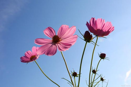 花开花落，花语传情