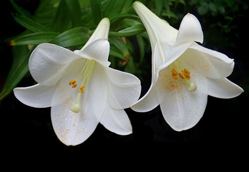 水百合与百合花的季节之谜