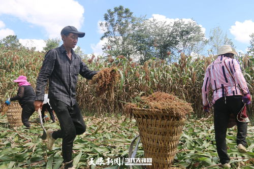 村民发现一棵高粱长出68个穗，创纪录
