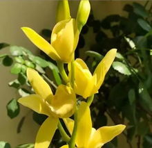 墨兰花期是何时？养护要点有哪些