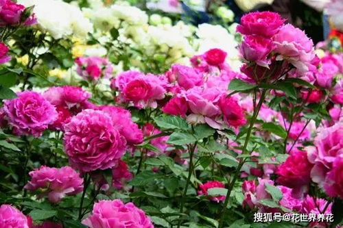 冬天的月季， 你需要这样呵护