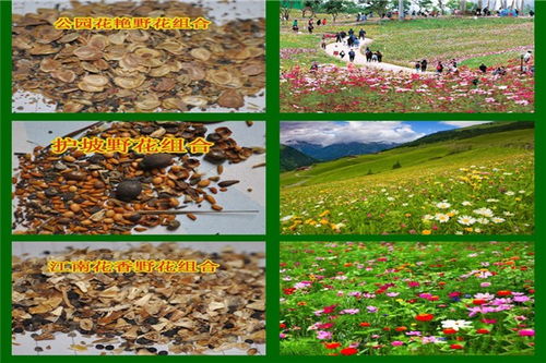 波斯菊与万寿菊：色彩斑斓的耐旱之星