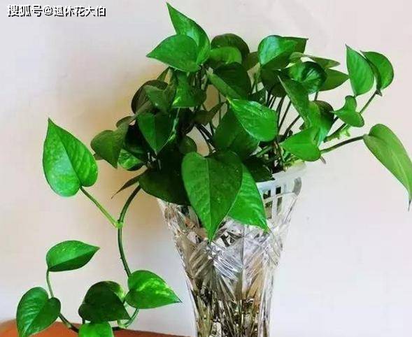 水养绿萝，如何让绿萝茂盛抽条快