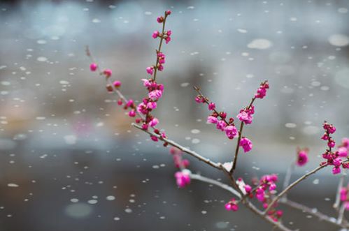 寒梅在冰雪中绽放，它所代表的报春意义