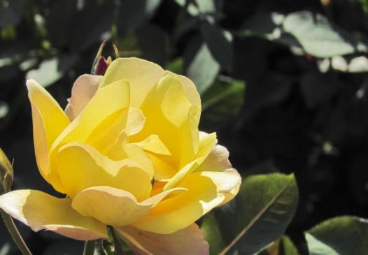 腊梅：冬日里的冰雪女王