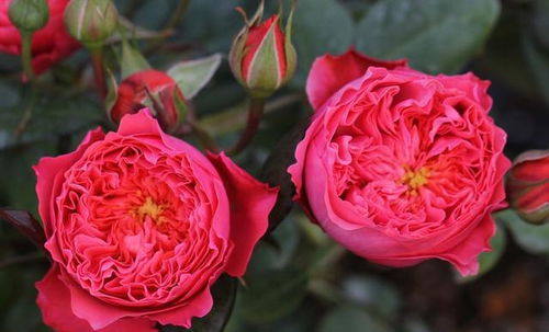 谷雨时节的美丽