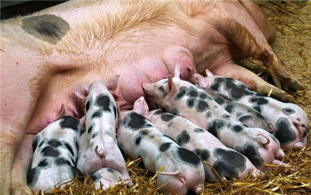 母猪子宫内膜炎为何成淘汰头号元凶？防控不力，养殖亏损加剧怎么办？