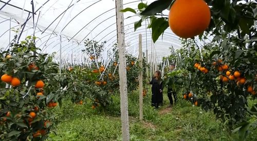 种植采摘， 收益翻倍