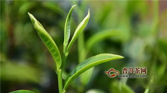 山马茶需水量适中，适应性强