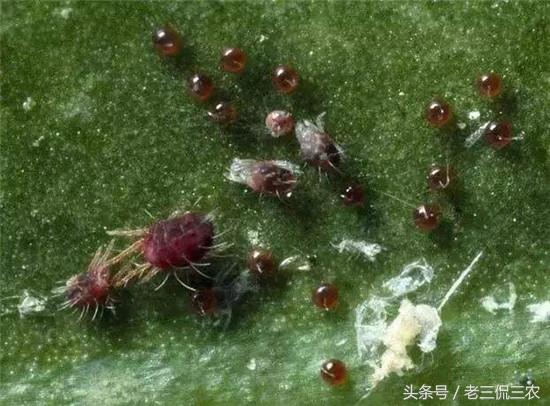 选择合适的农药