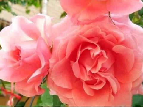 一、 种植选择，大盆是关键