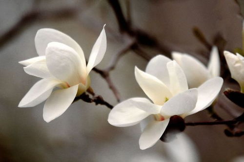 白玉兰与紫玉兰的不同成熟期