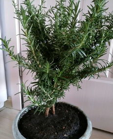 迷迭香喜干燥，浇水过多易烂根