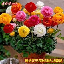 花毛茛种球的小秘密：长什么样？怎么挑？