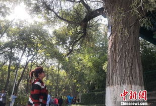 树木的时光记忆