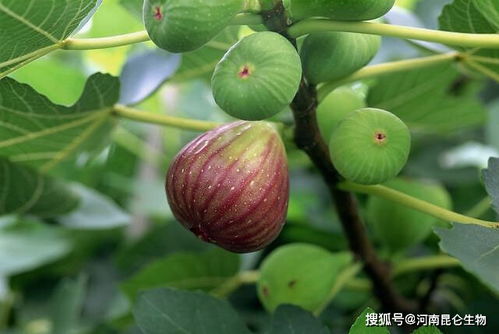 无花果树落果，需采取有效措施防止枯萎