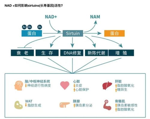 营养土配置，如何科学配比