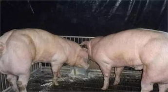 后备母猪挑选与优化培育技术