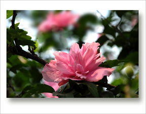 树木槿， 夏季观花