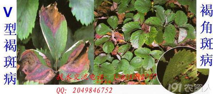 多菌灵和高锰酸钾在防治不同作物病害时哪种更适合草莓种植？