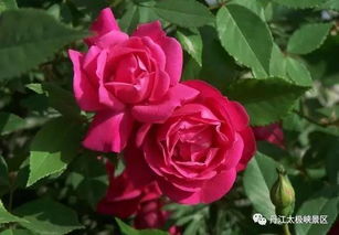 忧郁男孩月季：优缺点分析