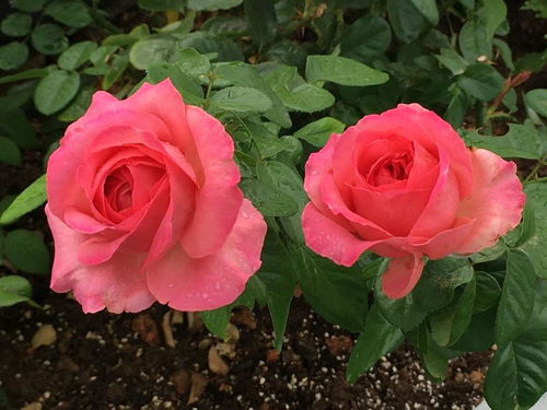 破解法则：如何让月季茁壮成长