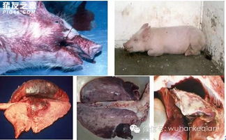 猪传染性胸膜肺炎如何识别和防控，降低其高病死率和快速传播风险？