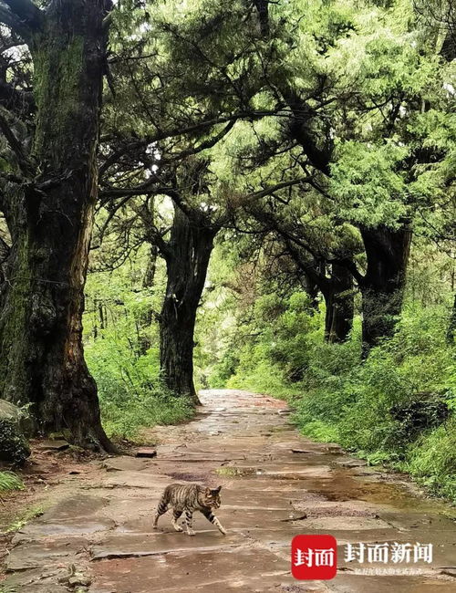 松树和柏树的优点