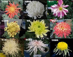 菊仙之谜，你知道菊花还有哪些美称吗