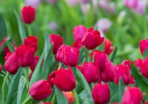 再说说分享个冷知识：清晨5点“晒花”