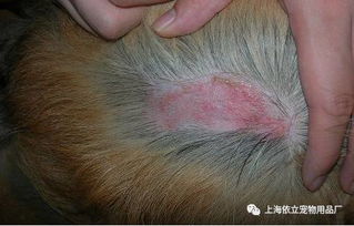 狗狗真菌引起的皮肤病，真菌2号对狗有什么作用，用什么药物可以有效治疗？
