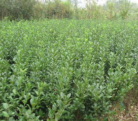 小黄杨的绿化妙用，你了解多少？