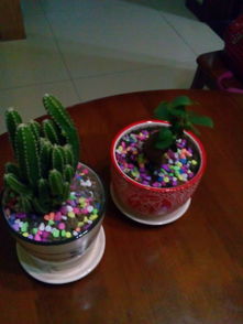 植物的自卫智慧：探索它们的保护策略