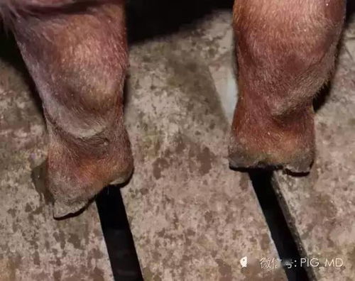猪场裂蹄频发，病因分析有哪些
