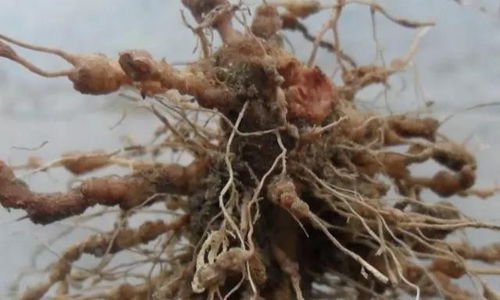 噻唑磷防治根结线虫的正确使用方法和注意事项有哪些？