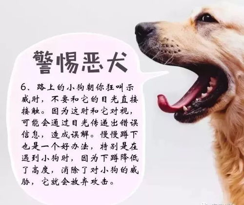 教槽料喂狗真能省200元？这合法吗？司法判例中有哪些避坑指南？