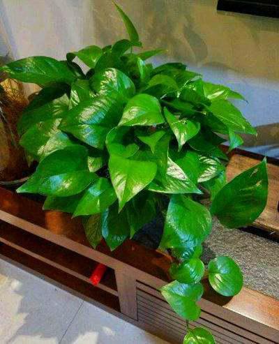 绿萝与吊兰：家居绿植新宠