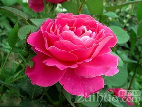 三、 月季：绿中带粉，个性十足的花儿