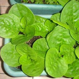 一、 广东一月的气候特点