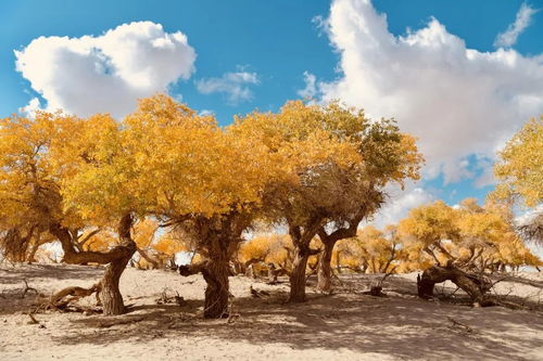 胡杨：荒漠中的绿色卫士