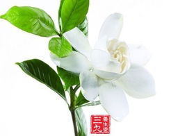 当归花卉：调经补血，养颜美容，花卉养护指南