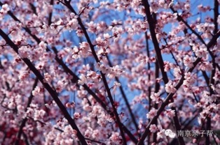 梅花色彩缤纷，究竟有多少种颜色
