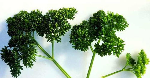 常见品种：那些熟悉的面孔