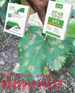 葡萄霜霉病防治：哪种杀菌剂性价比高？Neng省下3万防控成本？